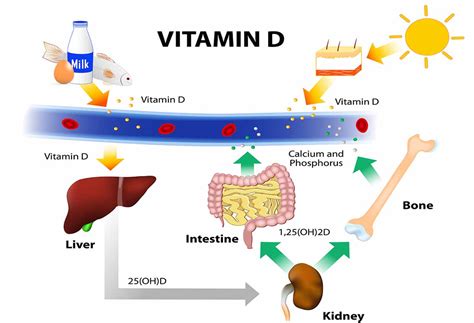 Zucchini also contains both soluble and insoluble dietary fibre due to which it is good for gut health. 5 Amazing Health Benefits of Eggs