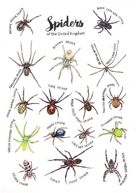 I Painted A Chart To Help Identify Some Of The Common Spiders We See In