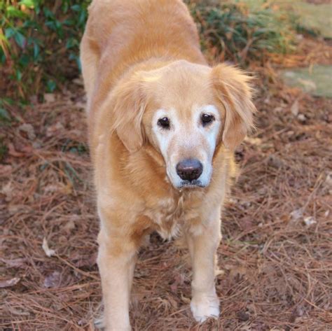 The golden retriever, some portion of the donning gathering of dogs, was initially reared as a chasing partner for recovering waterfowl, and keeps on being a standout amongst the most mainstream family puppies in the. Pin by HelpPuppy on Puppy Training | Puppies, Golden ...