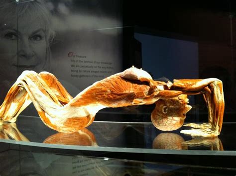 Pictures Portland Body Worlds And The Brain Opens Today Omsi Over