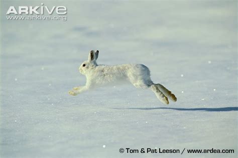 Snowshoe Hare In Winter Pelage Running With Images