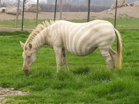 Crazy as it sounds, these animals do exist. When Nature Runs Out Of Paint: 25 All-White Animals ...