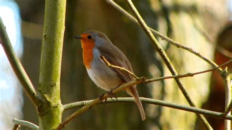 European robin singing - YouTube