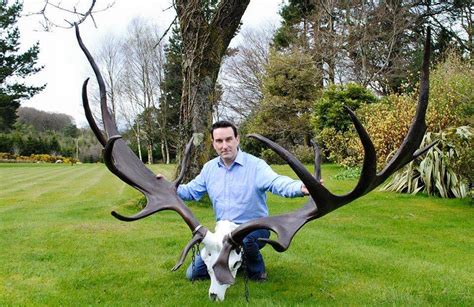 The Giant Irish Deer Irish Deer Commission