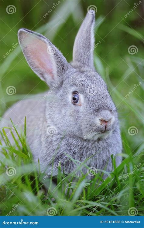 Grey Baby Rabbit Stock Photo Image Of Bunny Baby Nature 50181888