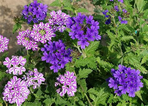 Verbena Plant Care And Growing Guide