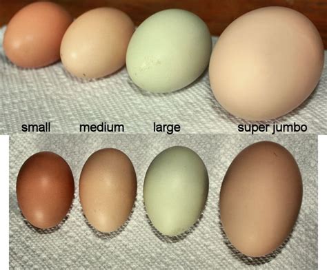 Eggs Are Shown With Different Colors And Sizes