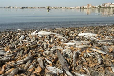 Peces Muertos En La Laguna Del Mar Menor Denuncian Que Está De Nuevo
