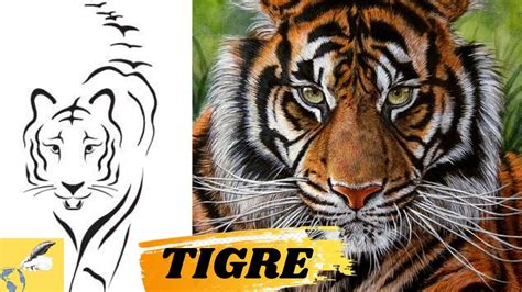 Como Desenhar Um Tigre De Forma Simples E F Cil Passo A Passo