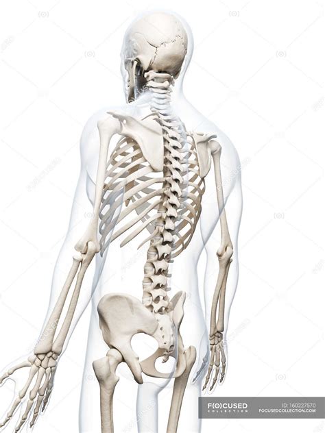 Human Skeletal System — Anatomical Digitally Generated Stock Photo