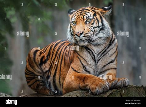 Portrait Of A Royal Bengal Tiger Alert And Staring At The Camera