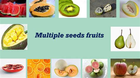 Multiple Seeds Fruits Name Youtube