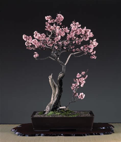 Top Best Plants For Indoor Bonsai Full Hobby Plan