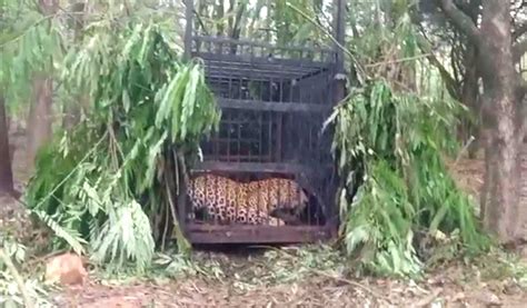 andhra pradesh sixth leopard capture in two months in tirumala telangana today