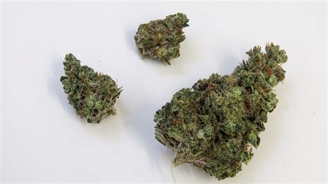 Sunset Sherbet Why Colorado Tokers Love This Strain Westword