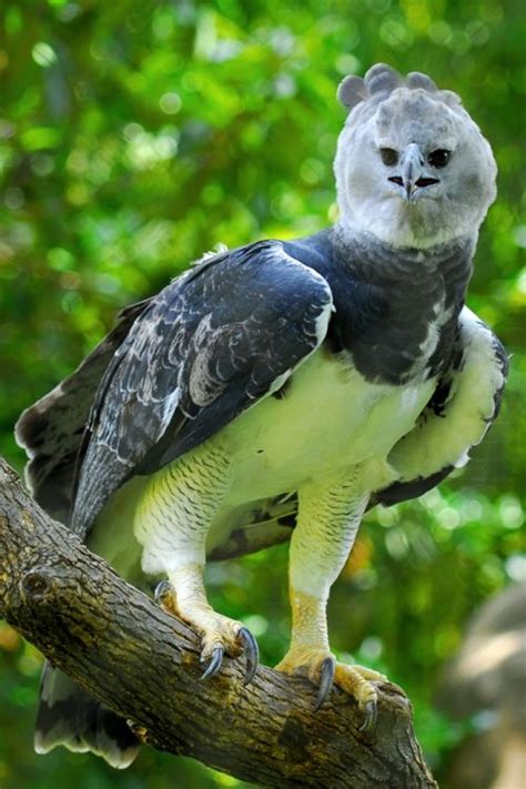 The Harpy Eagle Harpia Harpyja Cuteanimalsworld