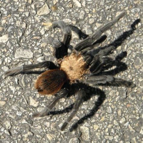 Aphonopelma Hentzi Texas Brown Tarantula Usa Spiders