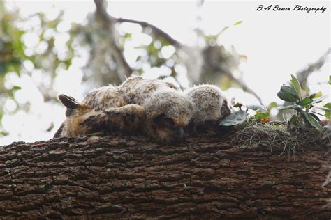 Adorable Photos Show How Baby Owls Sleep On Their Stomachs