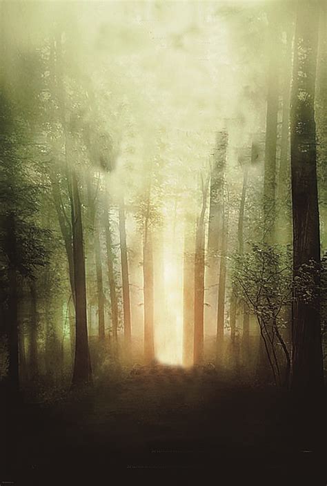 Free Park Summer Environment Background Images Mystic Forest Tree