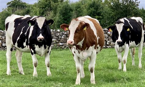 Holstein Cattle David Clarke Livestock