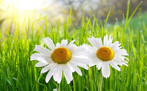 Download White Flower Close Up Grass Daisy Flower Nature Camomile Hd