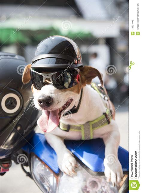 Dog Wearing A Helmet Stock Image Image Of Brown White 113701099