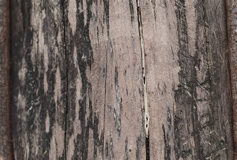 110 Free Natural Tree Textures For Photoshop