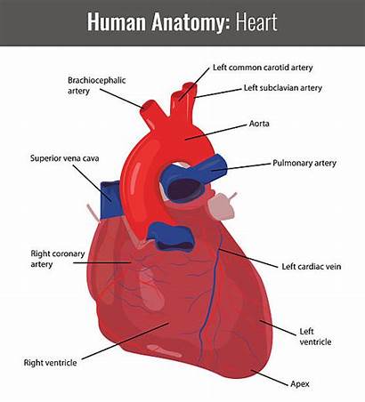 Anatomy Human Heart Detailed Medical Vector Artery