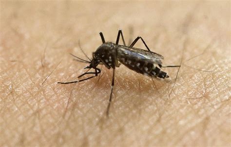To Fight Zika Fda Approves Gene Altered Mosquitoes