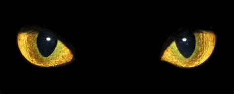 Oct 28, 2020 · the truth is that cats cannot see in absolute darkness any more than we can. Can Cats See in the Dark?
