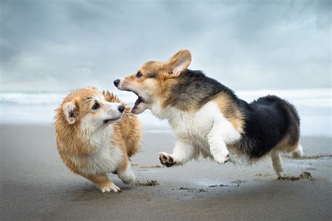 Find a welsh corgi puppy for sale. Dogs — ALICIA RIUS PHOTOGRAPHY - Dog & Cat Photograpghy ...