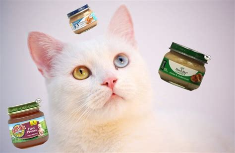 Can Cats Eat Baby Food Best Baby Food For Cats Wildernesscat