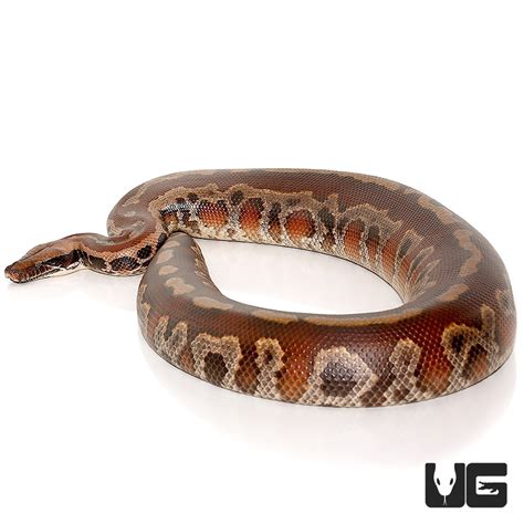 Sumatran Blood Pythons Python Brongersmai For Sale Underground Reptiles