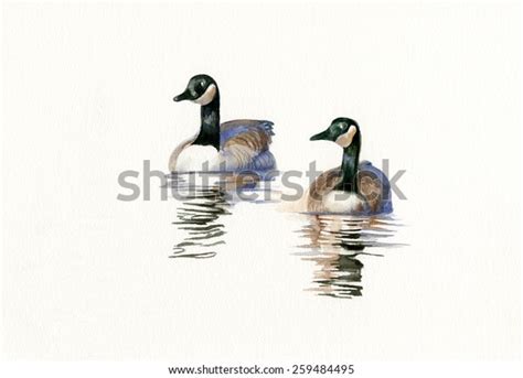 Two Canada Geese Watercolor Illustration Two Stock Illustration