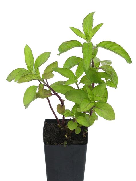 Organic Japanese Menthol Mint Mentha Arvensis Var Piperascens Plant