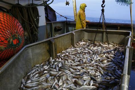 Realising The Untapped Potential Of Marine Fisheries Resources Of