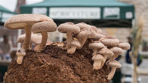 7 Mushrooms You Can Grow At Home One Green Planet