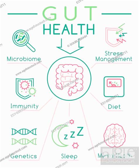 Why Gut Health Matters Vertical Poster Medical Infographic Stock