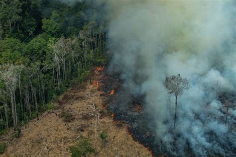 Deforestación Principal Causa De Incendios Forestalesreporteros Asociados