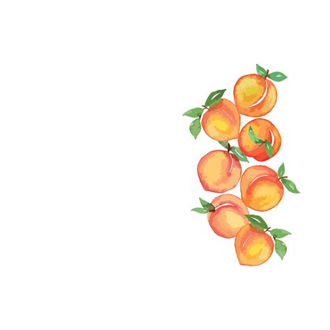 Watercolor Fruit Peach Side Border Vector Art At Vecteezy