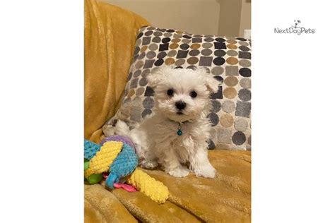 Coco Maltese Puppy For Sale Near Charlotte North Carolina Dac08933