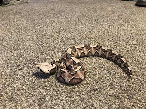 Gaboon Viper Snakes