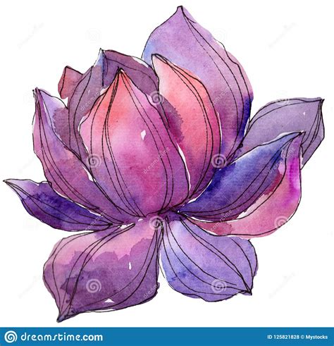 Watercolor Purplel Lotus Flower Floral Botanical Flower Isolated