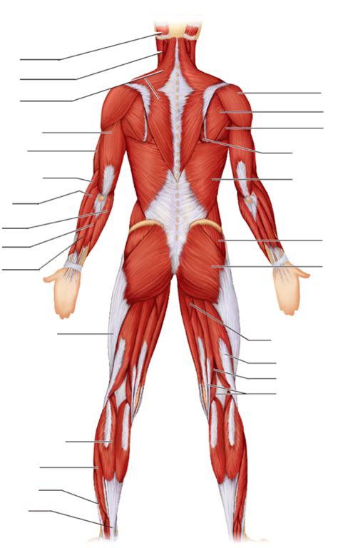 Superficial Muscles Posterior View Diagram Quizlet