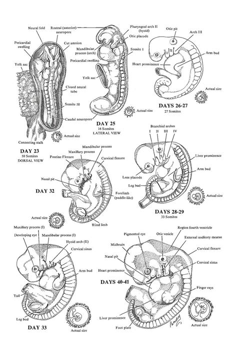 Chapter 23 Weeks 4 To 6 Of Development The Embryonic Period Review