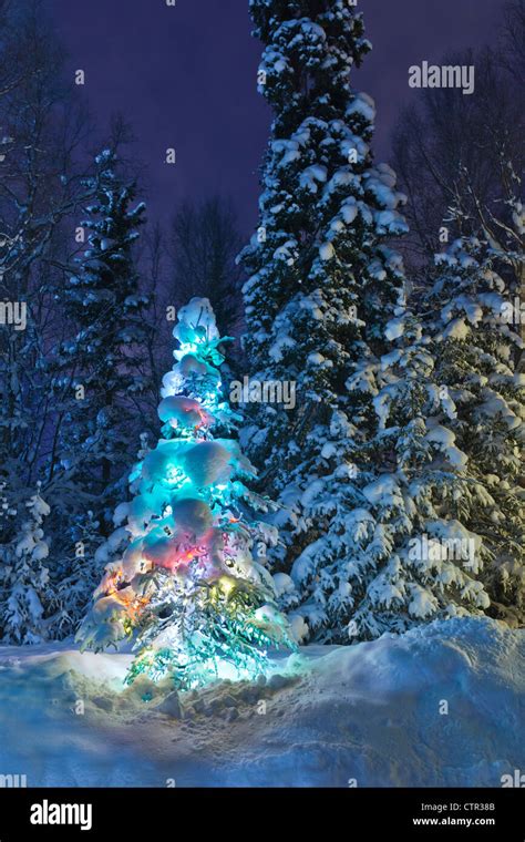 Snow Covered Lit Christmas Tree On The Edge Of A Forest At Dusk Stock