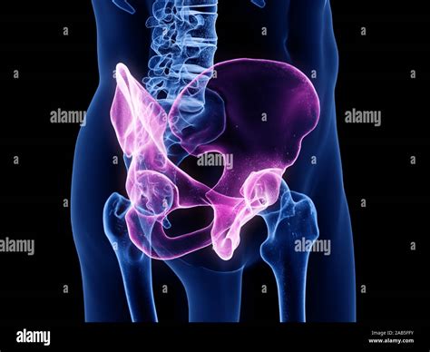 3d Rendered Medically Accurate Illustration Of The Ilium Stock Photo