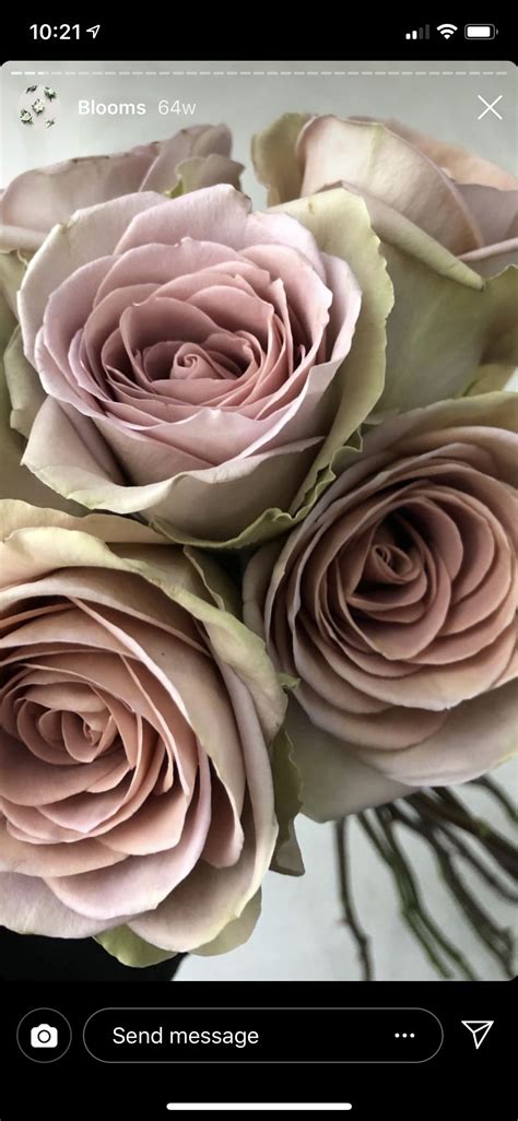Vintage Blush Rose Blush Roses Rose Bloom