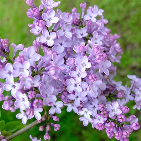 Pin By Noreen Juarez On ~ Hauntingly Sweet Fragrant Lilacs~ Lilac