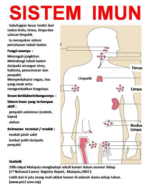 Gambar Sistem Imun Pada Manusia Homecare